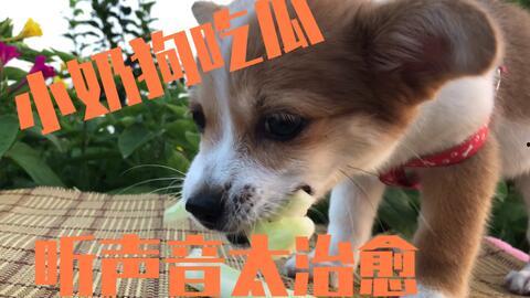 娱乐吃瓜酱小狗吉祥,小狗吉祥的欢乐日常